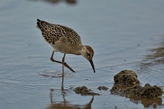 David Plant Photography - Wildlife Photography - Ruff - S