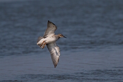 David Plant Photography - Wildlife Photography - Ruff - V