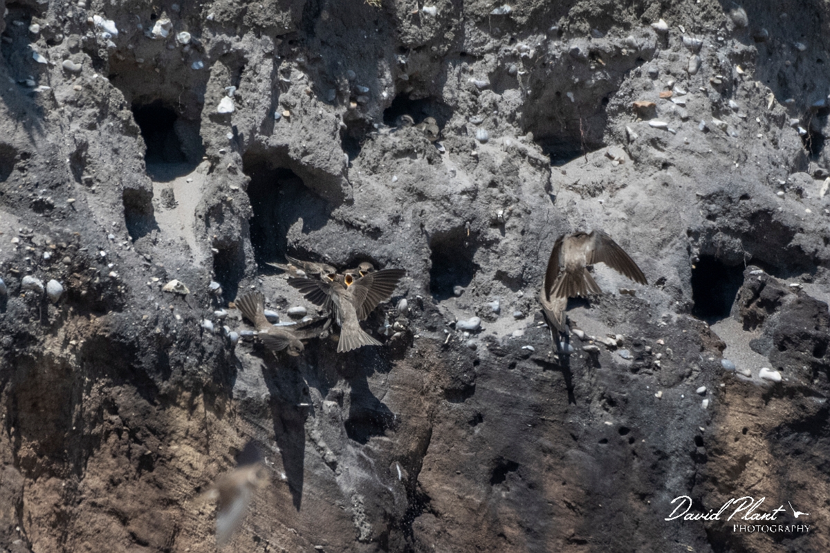 David Plant Photography - Wildlife Photography - Sand martin - A.JPG - Sand martin colony - Suffolk