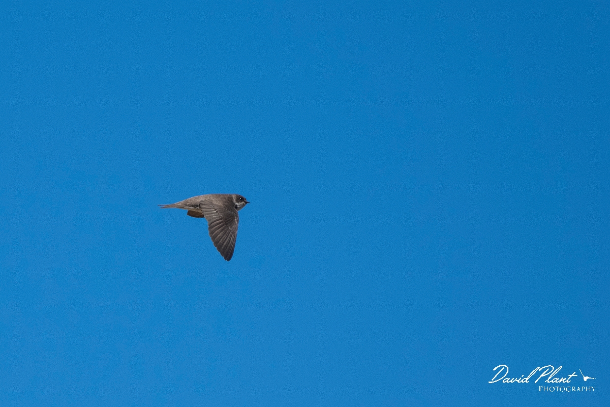 David Plant Photography - Wildlife Photography - Sand martin - B.JPG - Sand martin in flight - Suffolk