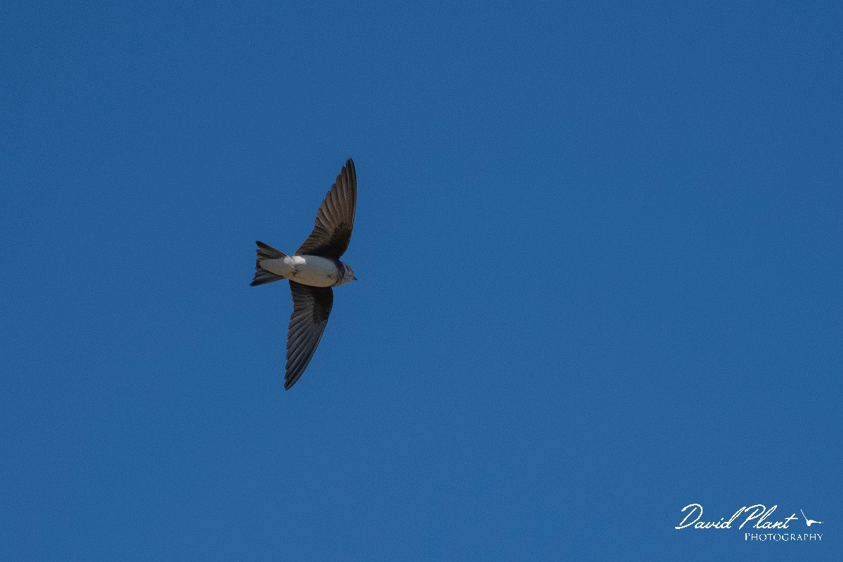 David Plant Photography - Wildlife Photography - Sand martin - E.JPG - Sand martin in flight - Suffolk