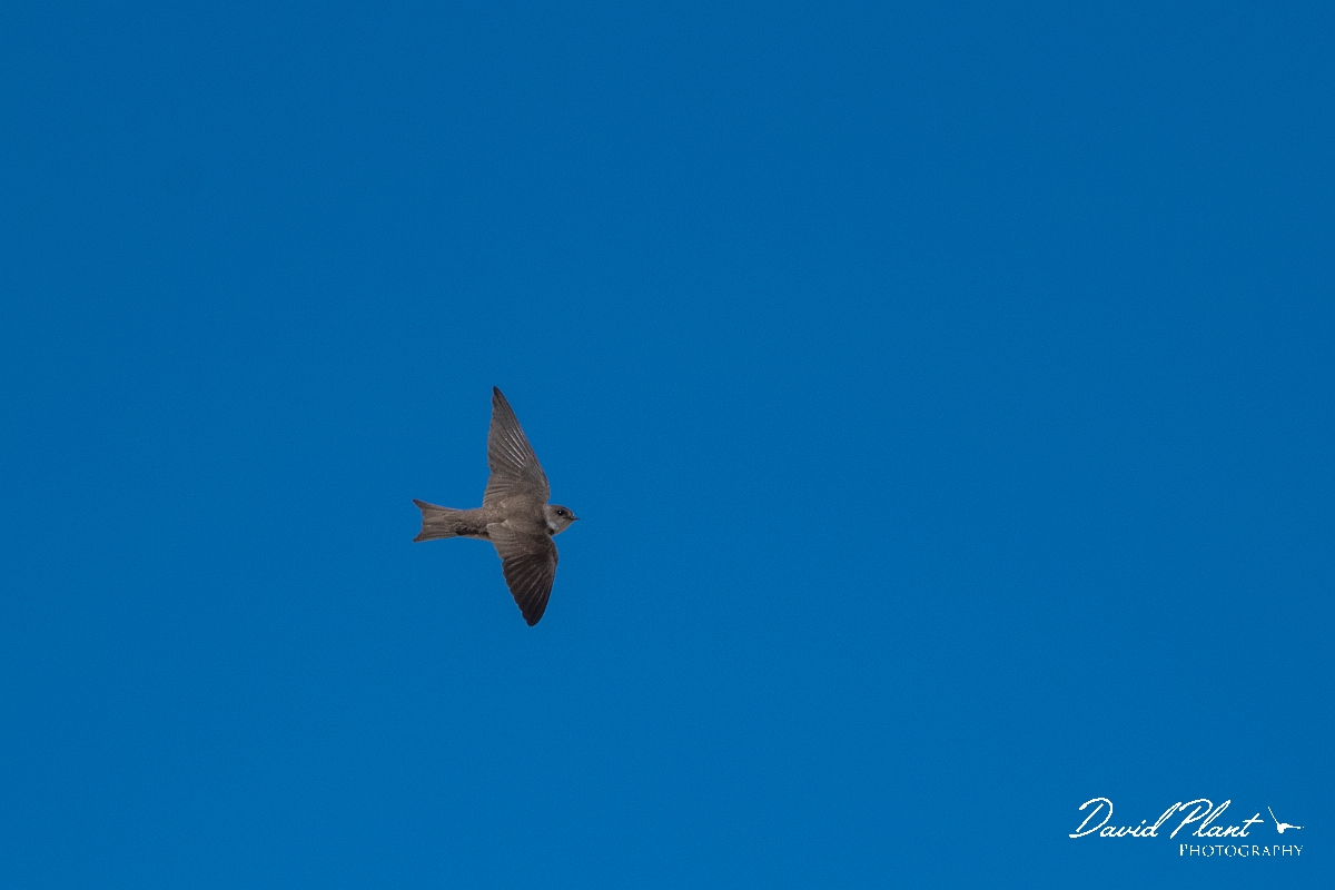 David Plant Photography - Wildlife Photography - Sand martin - F.JPG - Sand martin in flight - Suffolk