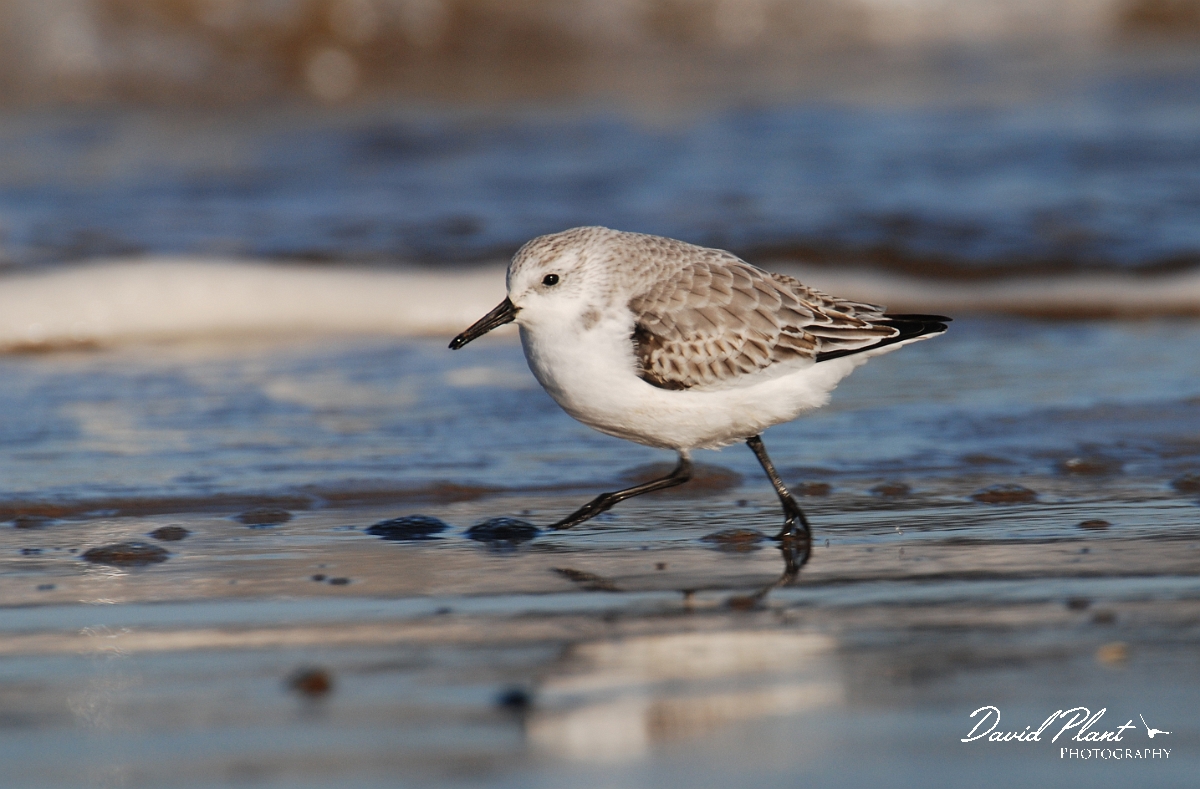 David Plant Photography - Wildlife Photographer - Sanderling feeding - C.jpg - Sanderling feeding - Norfolk