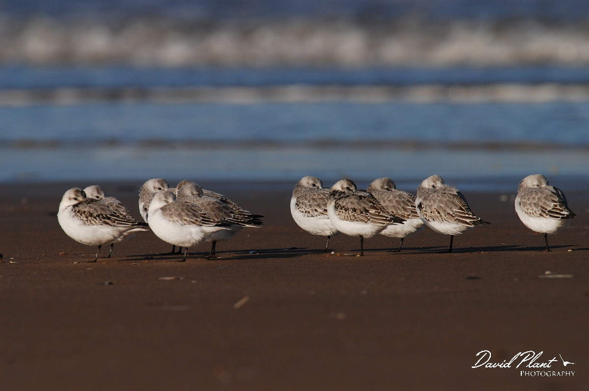 David Plant Photography - Wildlife Photographer - Sanderling flock on beach - A.jpg - Sanderling flock on beach - Norfolk