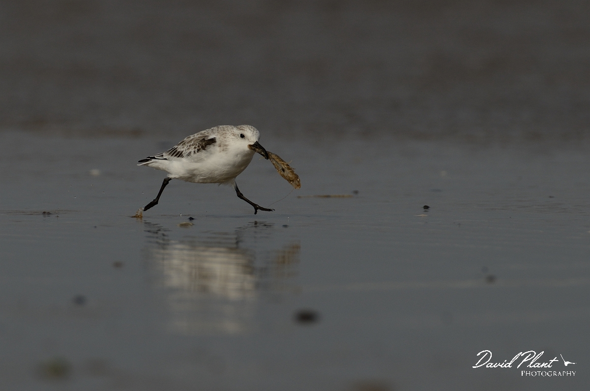 David Plant Photography - Wildlife Photography - Sanderling - E.jpg - Sanderling with shrimp - Norfolk