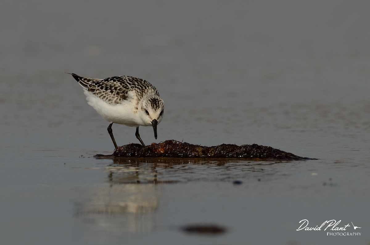 David Plant Photography - Wildlife Photography - Sanderling - F.jpg - Sanderling searching - Norfolk