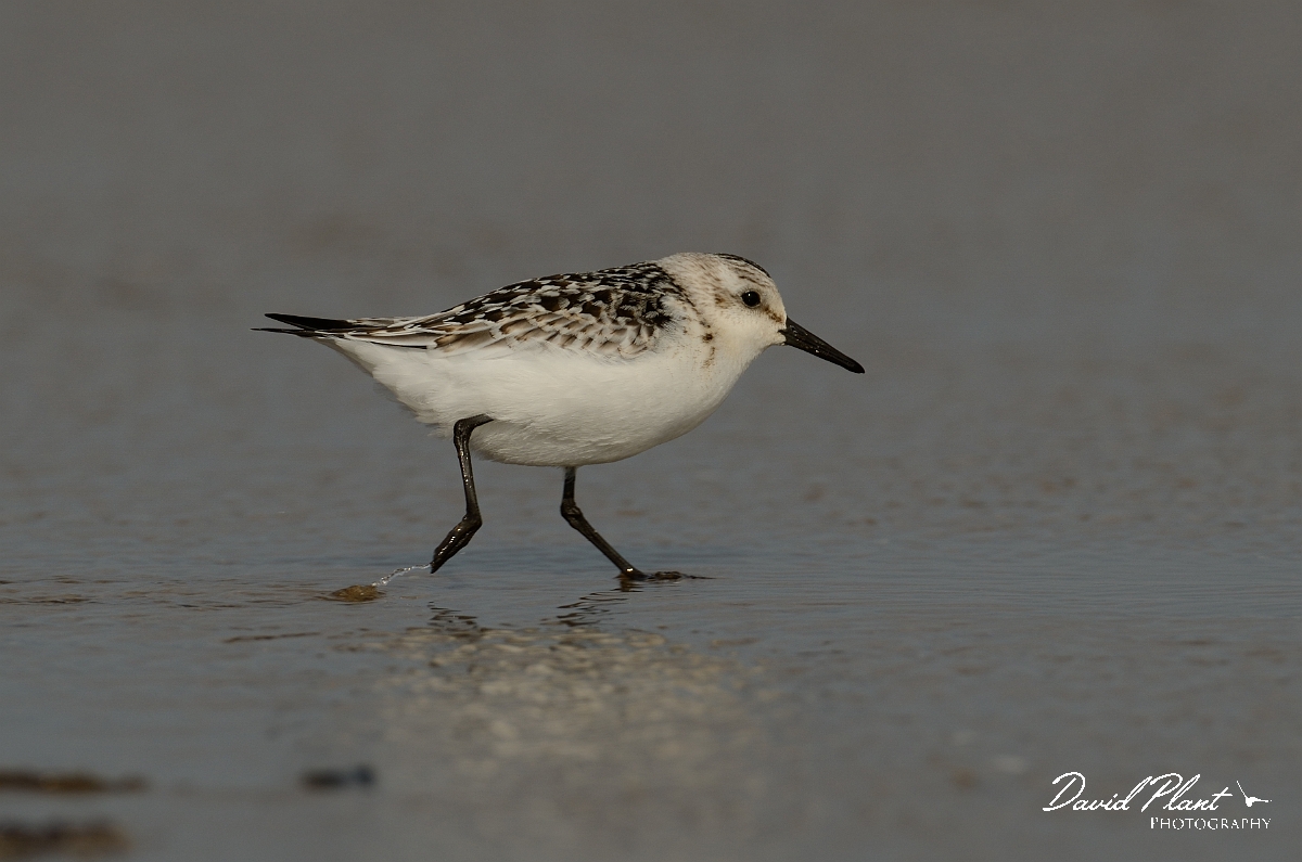 David Plant Photography - Wildlife Photography - Sanderling - G.jpg - Sanderling running on beach - Norfolk