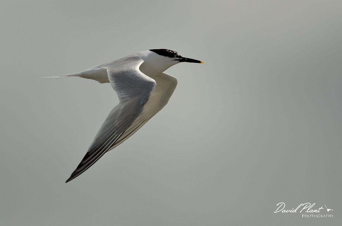 David Plant Photography - Wildlife Photography - Sandwich tern - A.jpg - Sandwich tern in flight - Anglesey