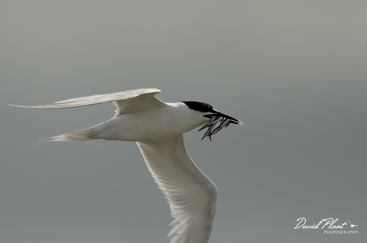 David Plant Photography - Wildlife Photography - Sandwich tern - B.jpg - Sandwich tern with beakful of sandeels - Anglesey