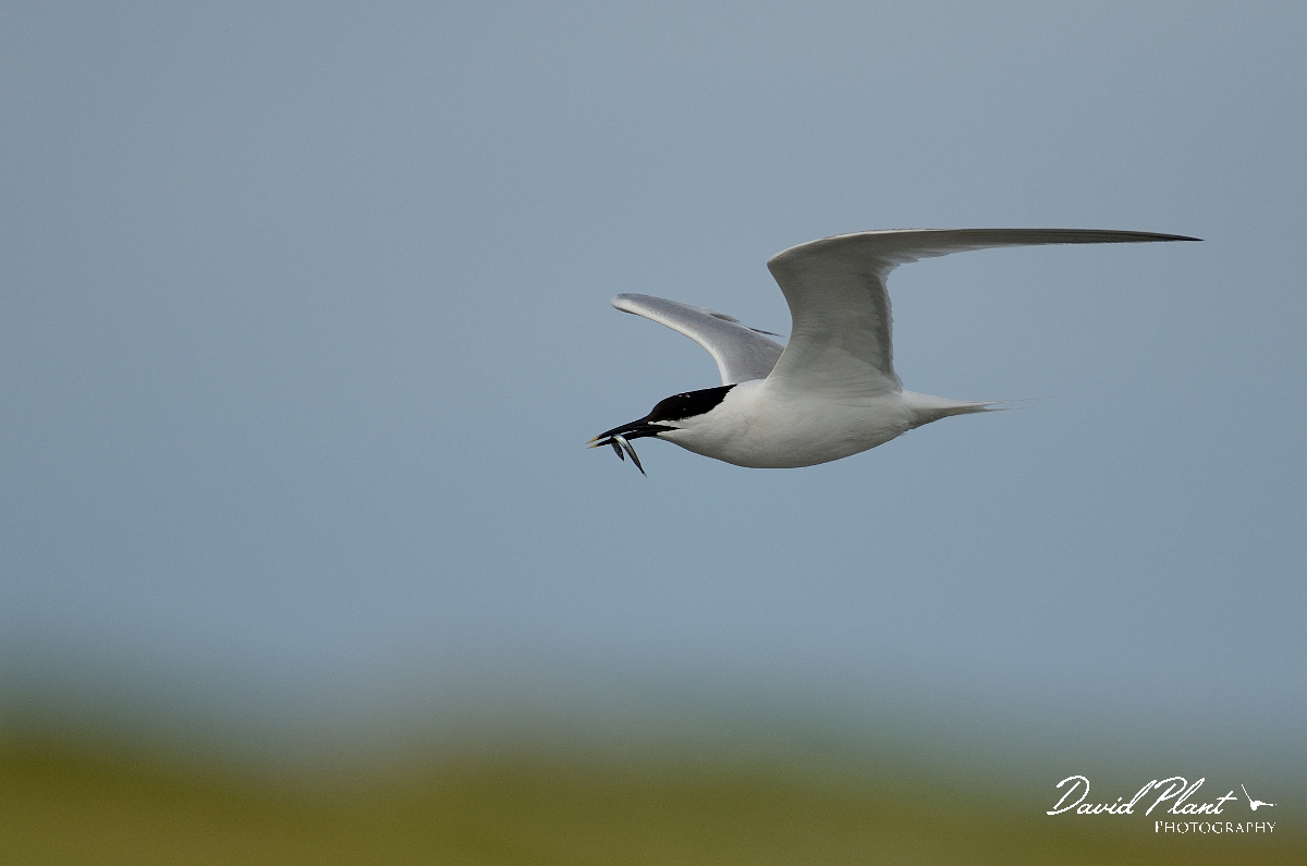 David Plant Photography - Wildlife Photography - Sandwich tern - C.jpg - Sandwich tern with sandeel - Anglesey