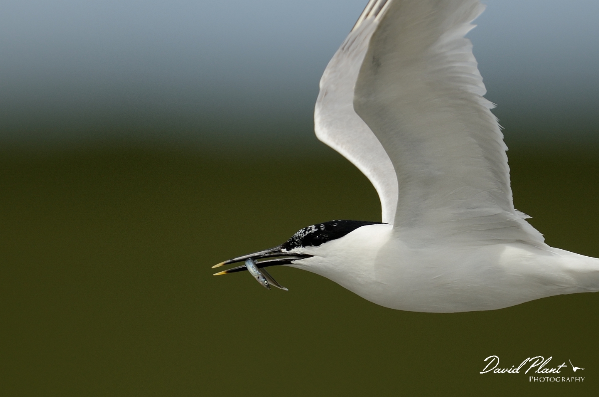 David Plant Photography - Wildlife Photography - Sandwich tern - D.jpg - Sandwich tern with sandeel - Anglesey