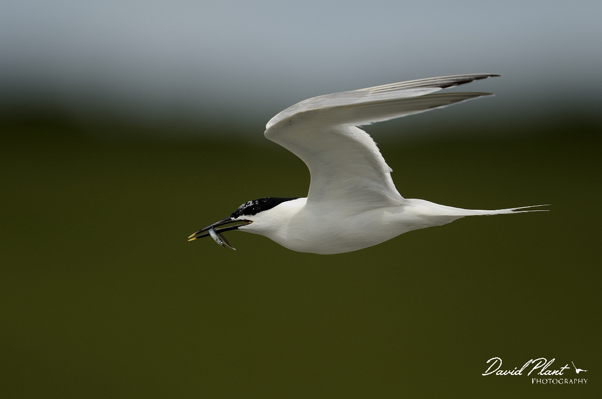 David Plant Photography - Wildlife Photography - Sandwich tern - E.jpg - Sandwich tern with sandeel - Anglesey