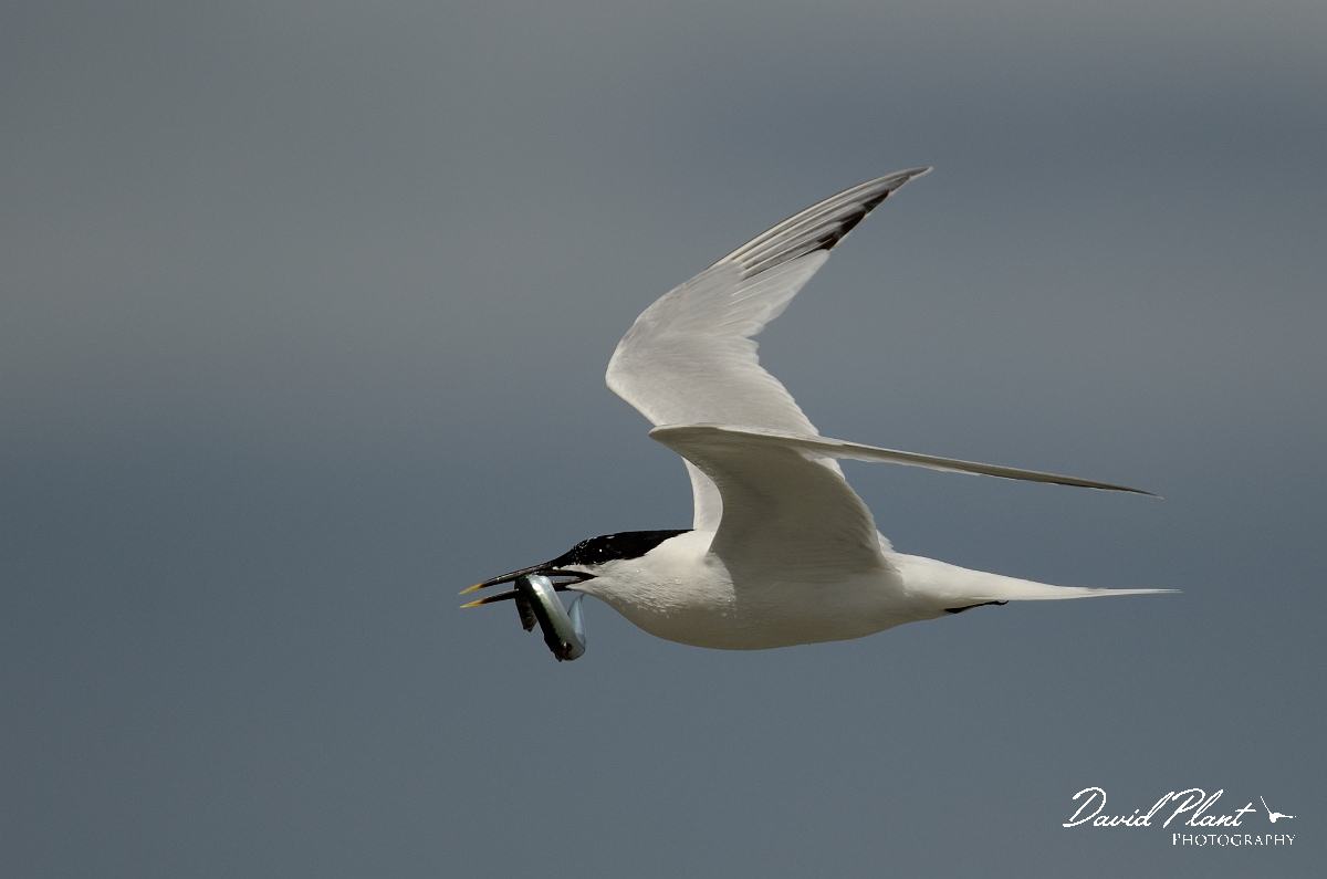 David Plant Photography - Wildlife Photography - Sandwich tern - F.jpg - Sandwich tern with greater sandeel - Anglesey