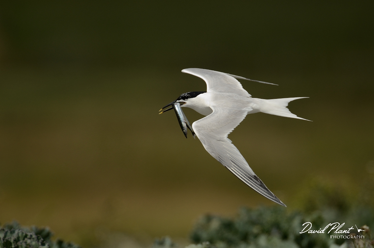 David Plant Photography - Wildlife Photography - Sandwich tern - G.jpg - Sandwich tern with greater sandeel - Anglesey