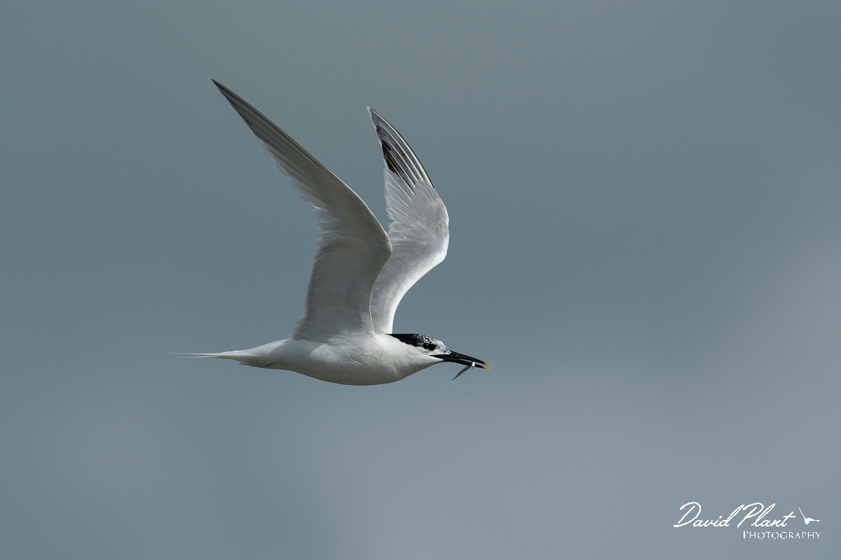 David Plant Photography - Wildlife Photography - Sandwich tern - H.jpg - Sandwich tern - Anglesey