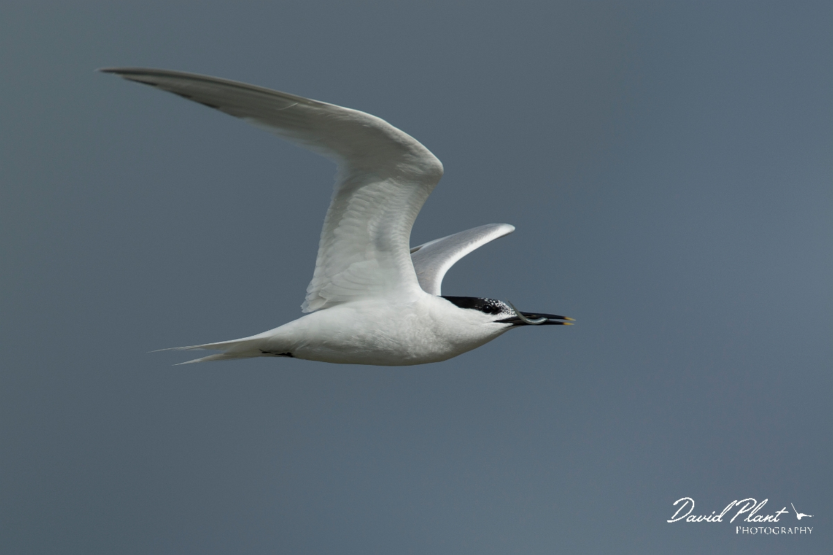 David Plant Photography - Wildlife Photography - Sandwich tern - I.jpg - Sandwich tern - Anglesey