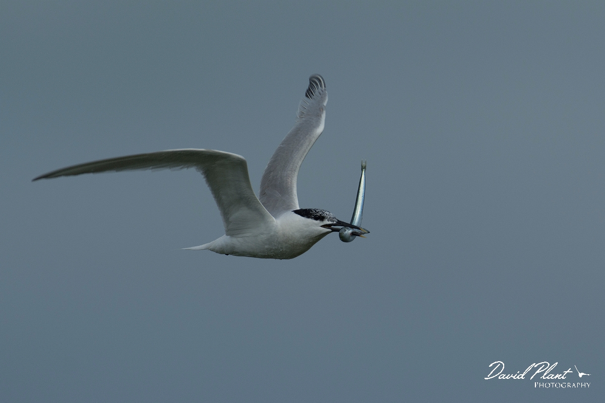 David Plant Photography - Wildlife Photography - Sandwich tern - J.jpg - Sandwich tern - Anglesey