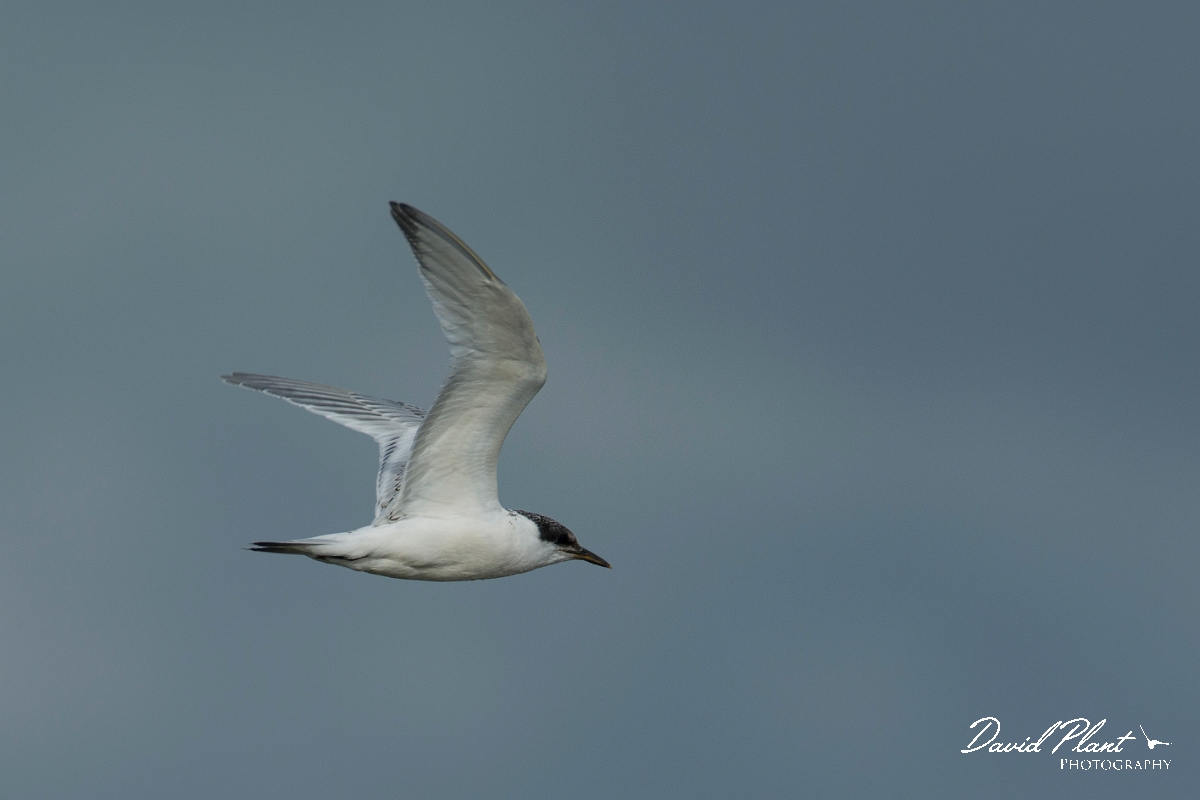 David Plant Photography - Wildlife Photography - Sandwich tern - K.jpg - Sandwich tern - Anglesey