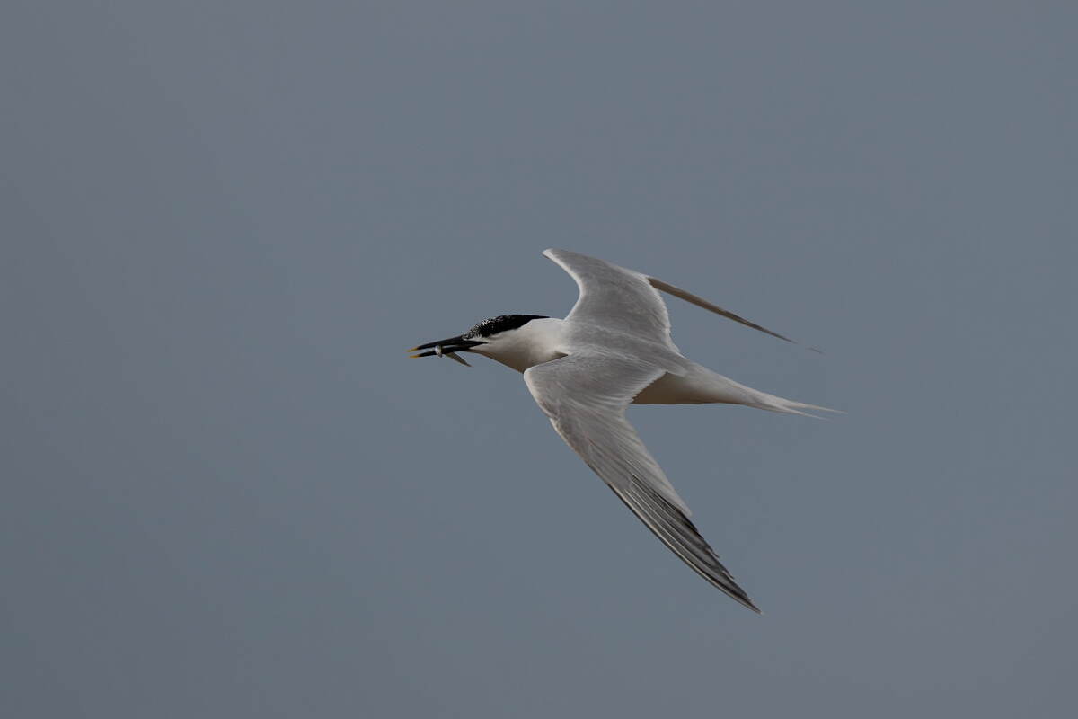 David Plant Photography - Wildlife Photography - Sandwich tern - L.jpg - Sandwich tern with fish - Suffolk