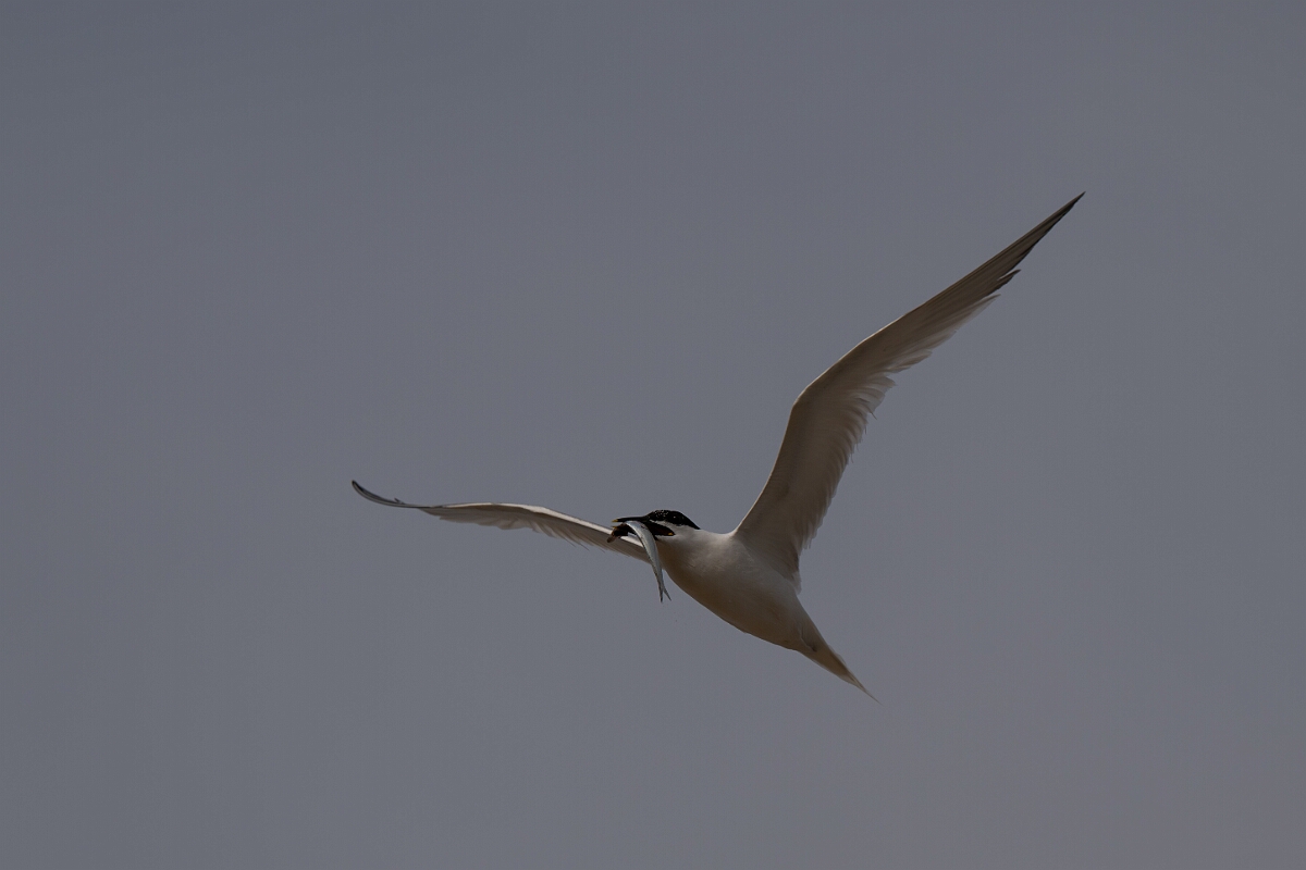 David Plant Photography - Wildlife Photography - Sandwich tern - M.jpg - Sandwich tern with fish - Suffolk
