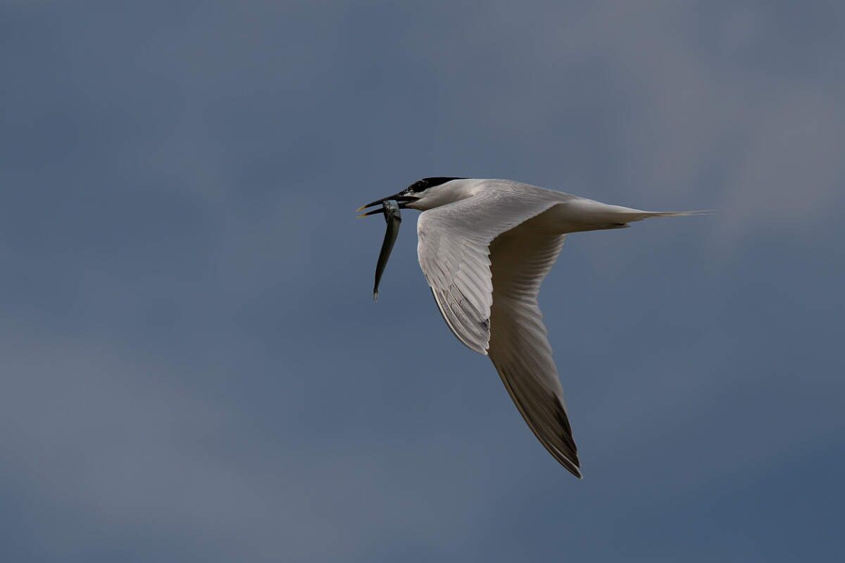 David Plant Photography - Wildlife Photography - Sandwich tern - N.jpg - Sandwich tern with fish - Suffolk
