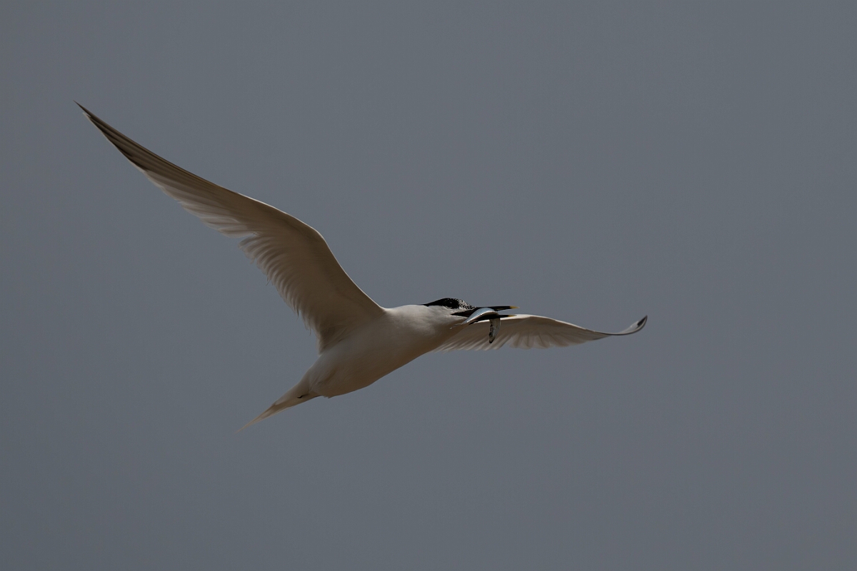 David Plant Photography - Wildlife Photography - Sandwich tern - O.jpg - Sandwich tern with fish - Suffolk