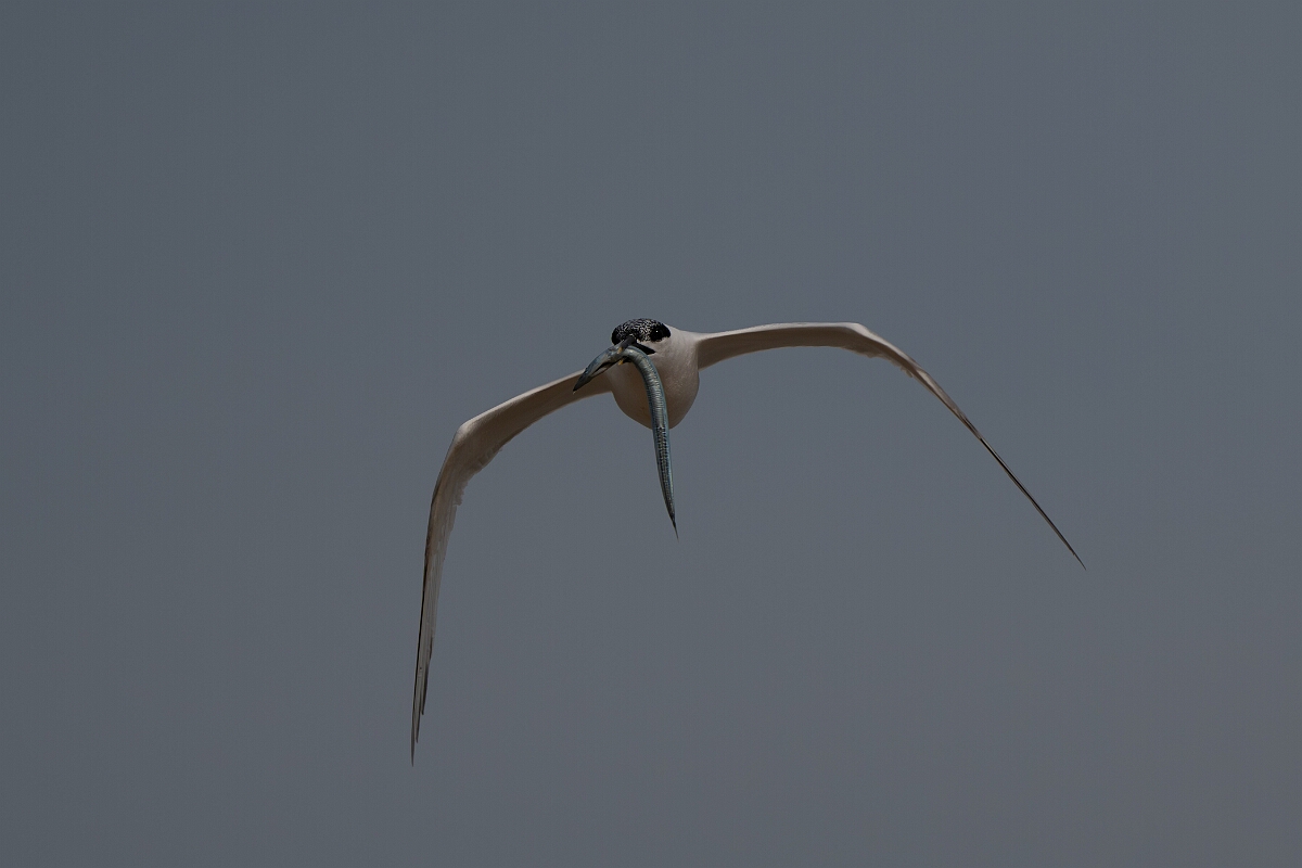 David Plant Photography - Wildlife Photography - Sandwich tern - P.jpg - Sandwich tern with fish - Suffolk