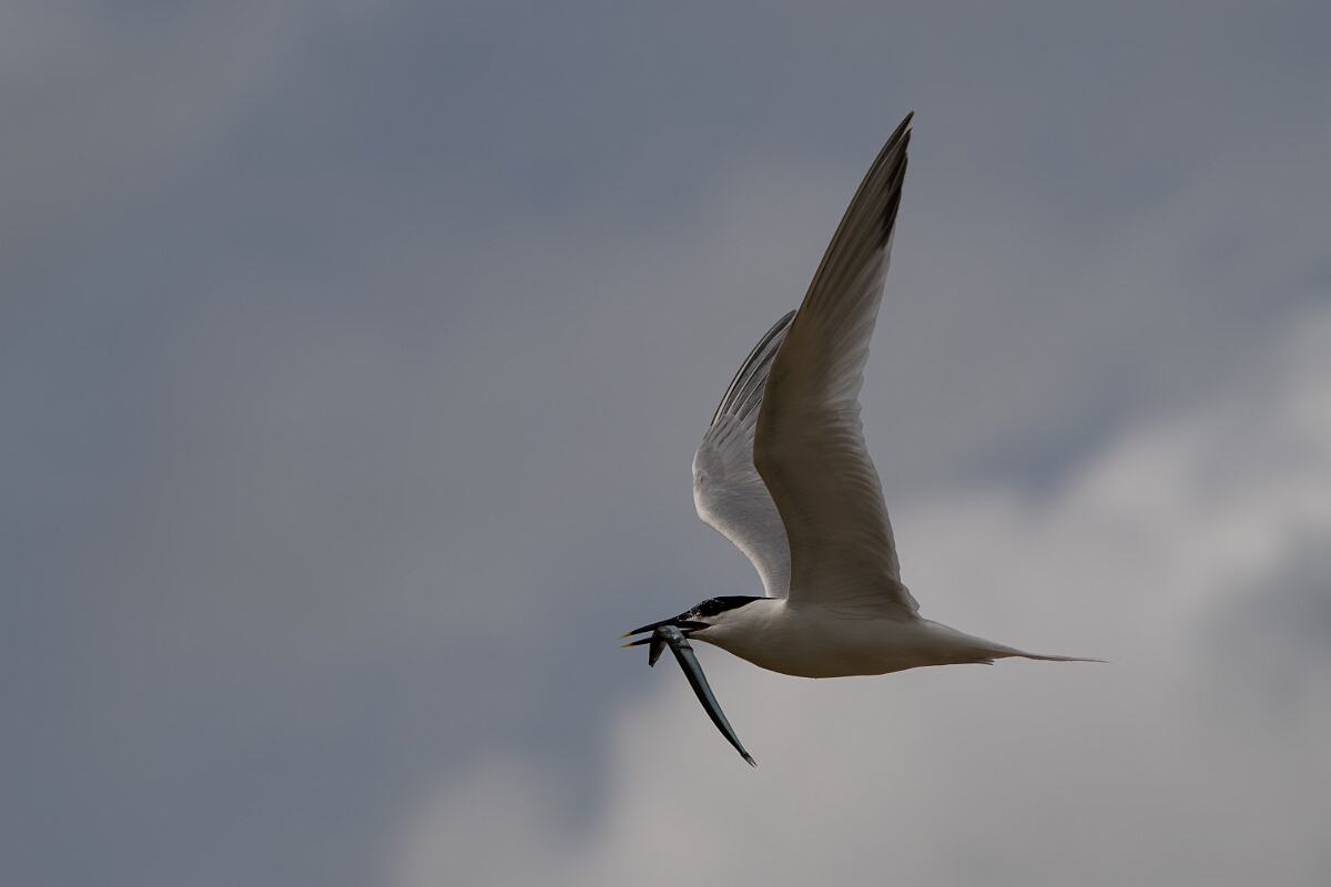 David Plant Photography - Wildlife Photography - Sandwich tern - Q.jpg - Sandwich tern with fish - Suffolk