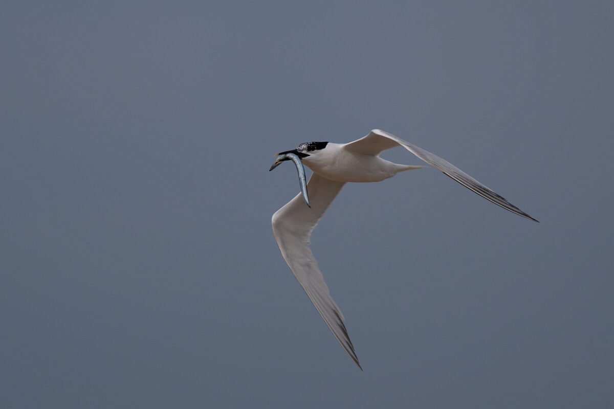 David Plant Photography - Wildlife Photography - Sandwich tern - R.jpg - Sandwich tern with fish - Suffolk