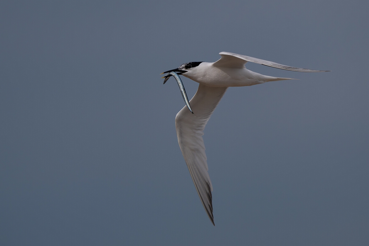 David Plant Photography - Wildlife Photography - Sandwich tern - S.jpg - Sandwich tern with fish - Suffolk
