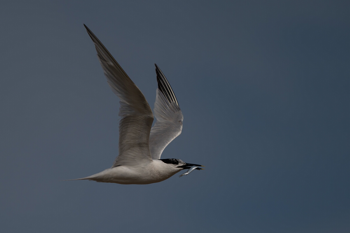David Plant Photography - Wildlife Photography - Sandwich tern - T.jpg - Sandwich tern with fish - Suffolk