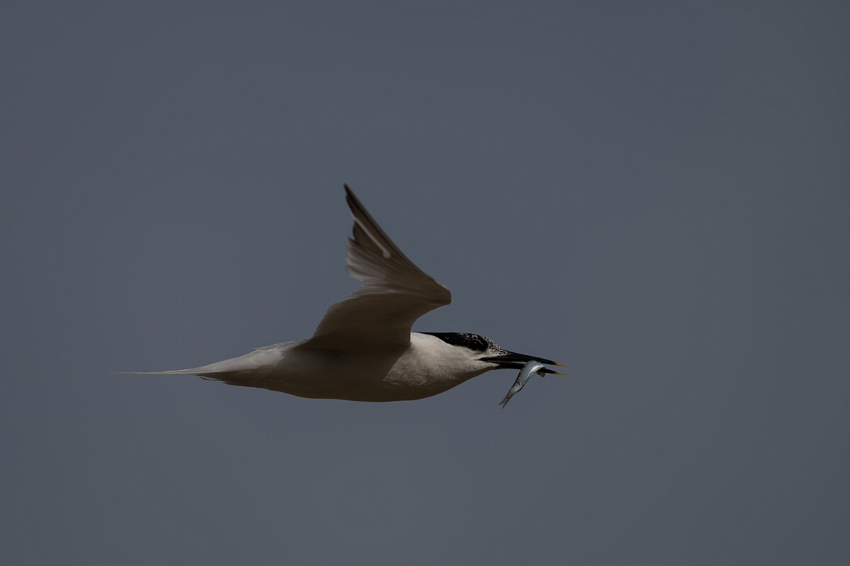 David Plant Photography - Wildlife Photography - Sandwich tern - U.jpg - Sandwich tern with fish - Suffolk