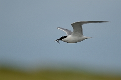 David Plant Photography - Wildlife Photography - Sandwich tern - C