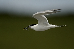 David Plant Photography - Wildlife Photography - Sandwich tern - E