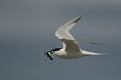 David Plant Photography - Wildlife Photography - Sandwich tern - F