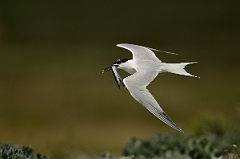 David Plant Photography - Wildlife Photography - Sandwich tern - G
