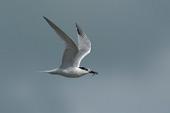 David Plant Photography - Wildlife Photography - Sandwich tern - H