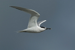 David Plant Photography - Wildlife Photography - Sandwich tern - I