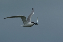 David Plant Photography - Wildlife Photography - Sandwich tern - J