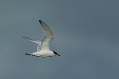 David Plant Photography - Wildlife Photography - Sandwich tern - K