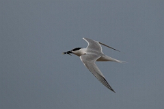 David Plant Photography - Wildlife Photography - Sandwich tern - L
