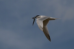 David Plant Photography - Wildlife Photography - Sandwich tern - N