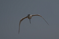 David Plant Photography - Wildlife Photography - Sandwich tern - P