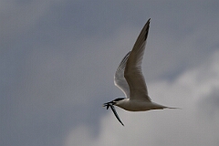 David Plant Photography - Wildlife Photography - Sandwich tern - Q