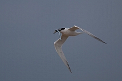 David Plant Photography - Wildlife Photography - Sandwich tern - R