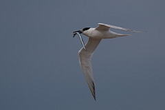 David Plant Photography - Wildlife Photography - Sandwich tern - S