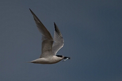 David Plant Photography - Wildlife Photography - Sandwich tern - T
