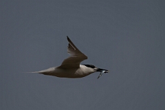 David Plant Photography - Wildlife Photography - Sandwich tern - U