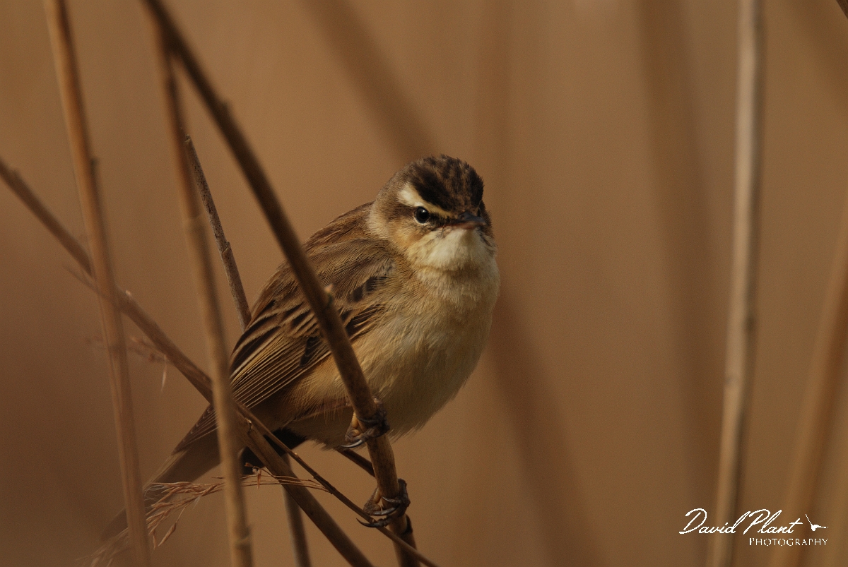 David Plant Photography - Wildlife Photography - Sedge warbler - A.jpg - Sedge warbler amongst reeds - Cambridgeshire