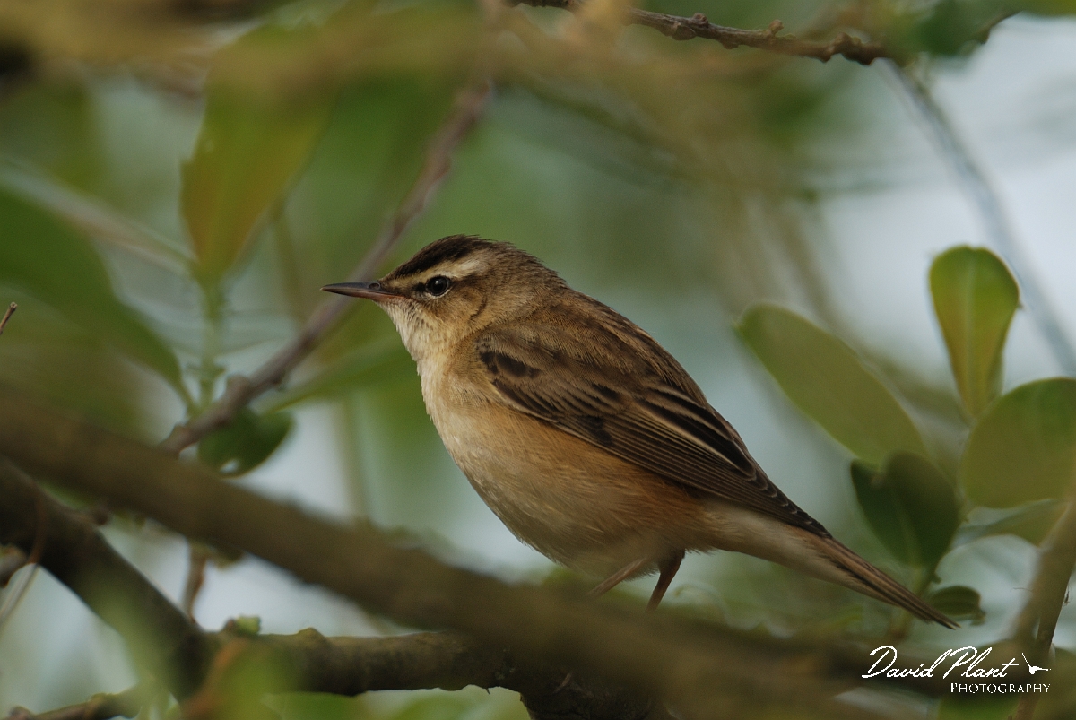 David Plant Photography - Wildlife Photography - Sedge warbler - B.jpg - Sedge warbler in willow - Cambridgeshire
